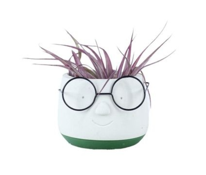 TILLANDSIA CERAM