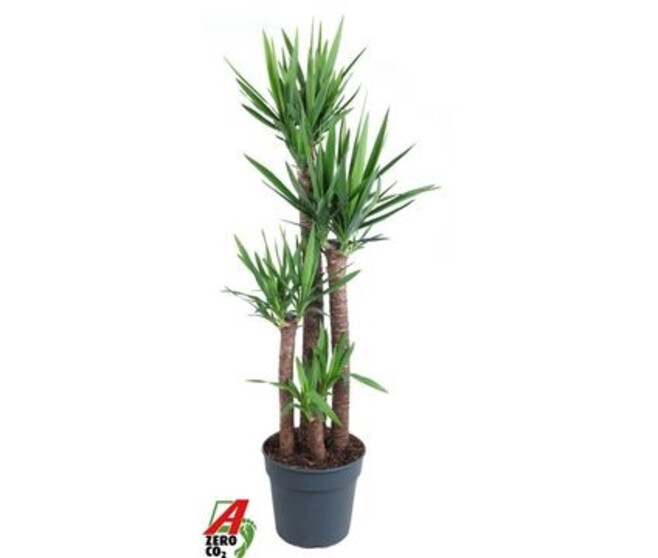 YUCCA 2+ TETE