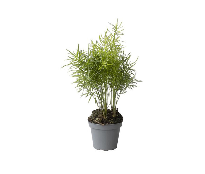 ASPARAGUS DENSIFLORUS