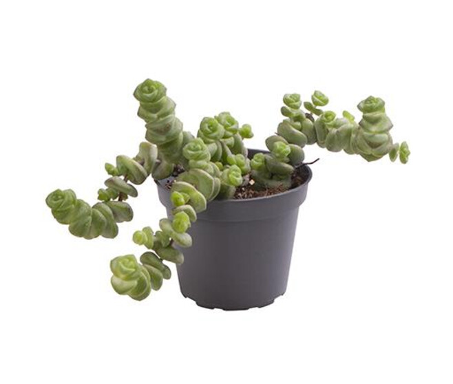 CRASSULA MARNIERIANA