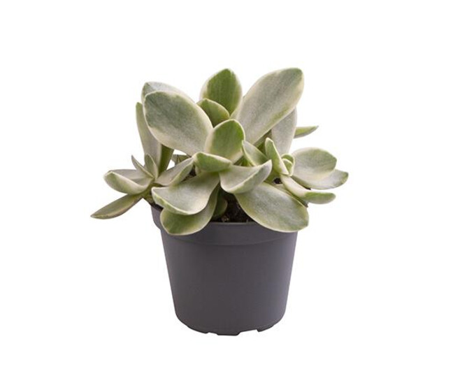 CRASSULA OVATA
