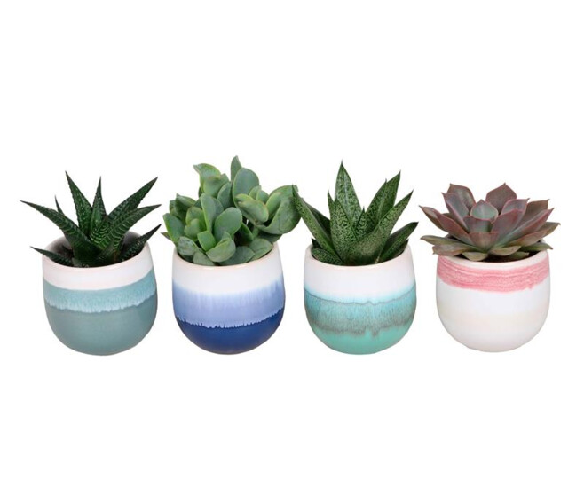 SUCCULENTE CERAM
