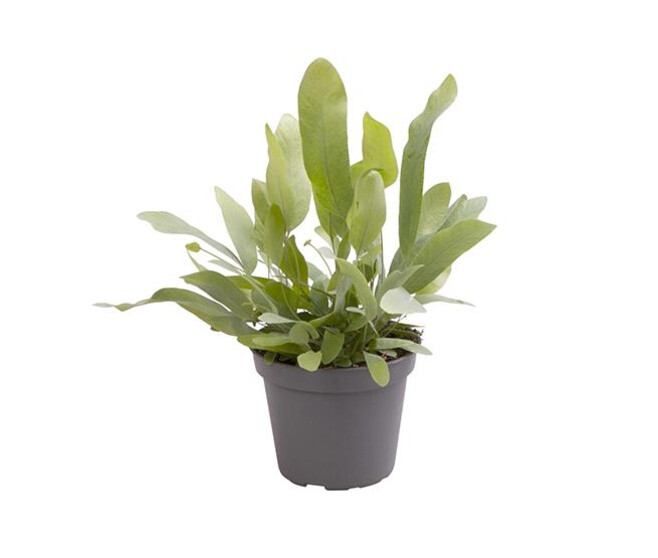 POLYPODIUM AUREUM
