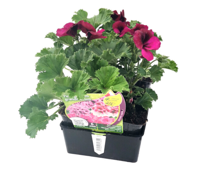 PELARGONIUM GRANDIFLORUM