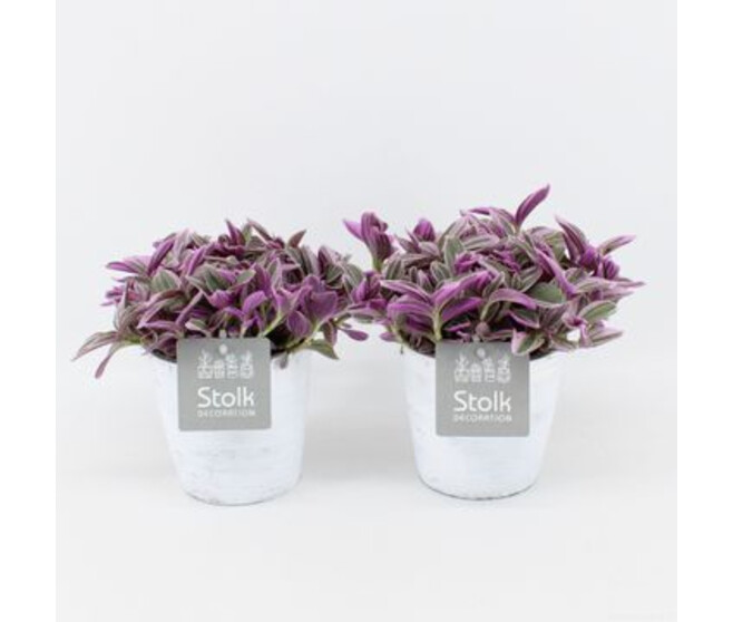 TRADESCANTIA CERAM