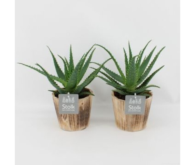 ALOE ARBORESCENS P BOIS