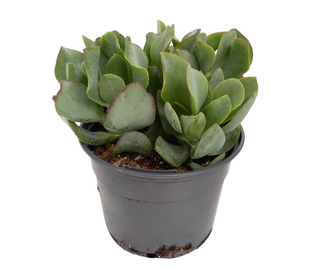 CRASSULA CURLY GREY
