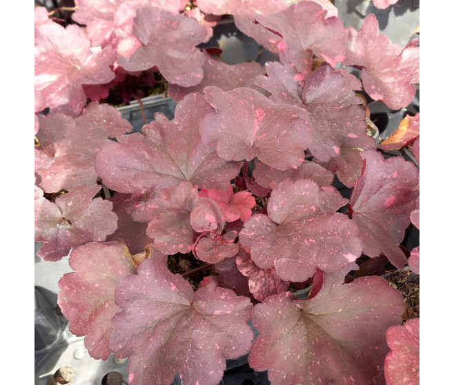 HEUCHERA GALAXY