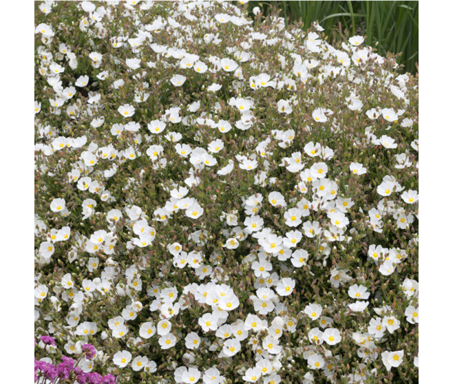 HALIMIOCISTUS INGWERSENII