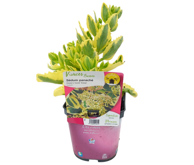 SEDUM ELSIE S GOLD