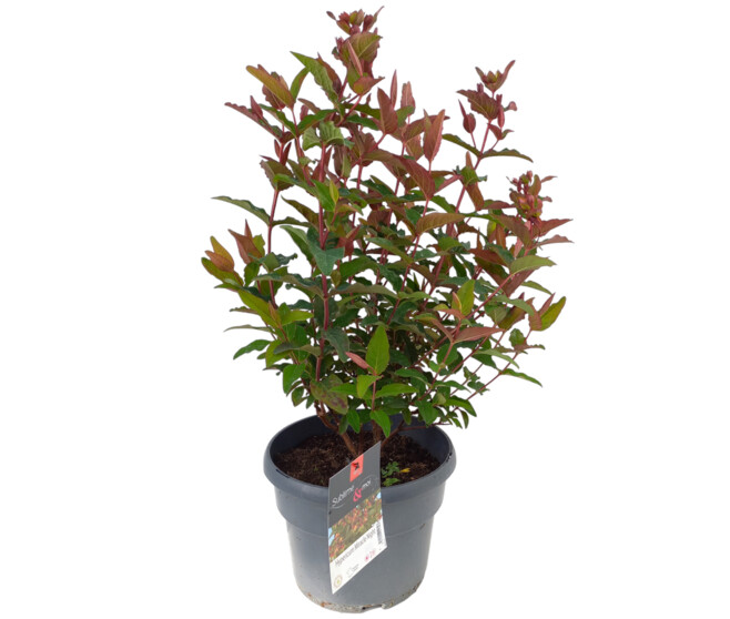 HYPERICUM MIRACLE NIGHT