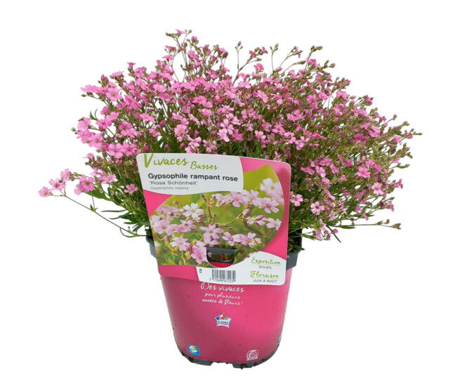 GYPSOPHILA REPENS ROSA