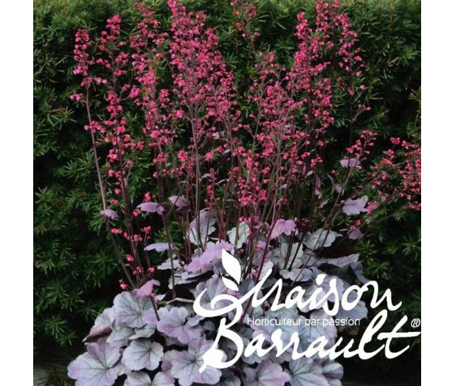 HEUCHERA SILVER GUMDROP