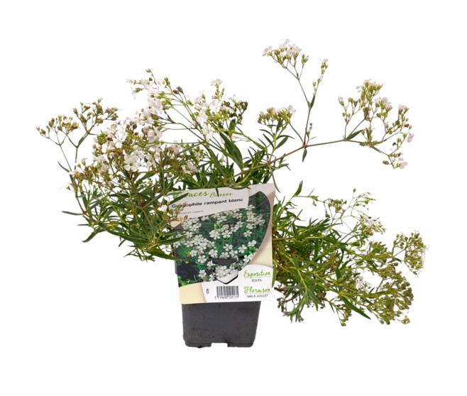 GYPSOPHILA REPENS ALBA