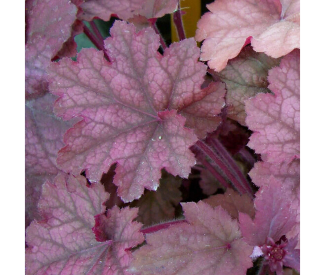 HEUCHERA BEAUJOLAIS