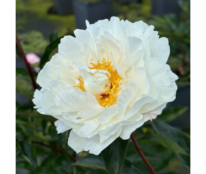 PAEONIA BOULE DE NEIGE