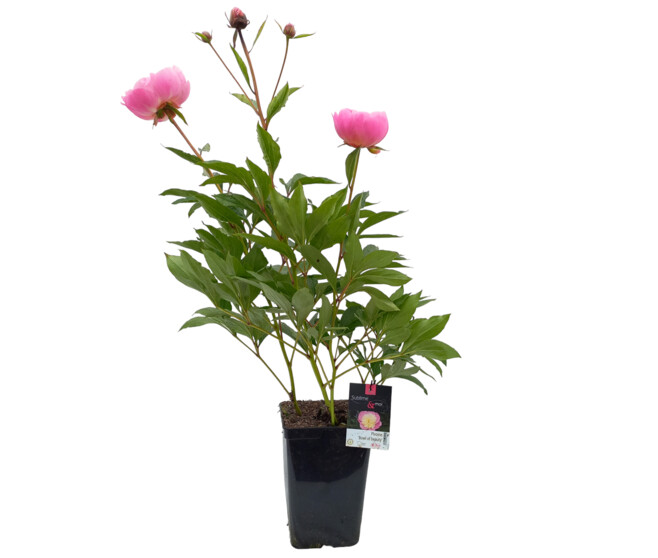 PAEONIA BOWL OF BEAUTY