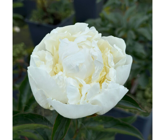 PAEONIA CHARLIE'S