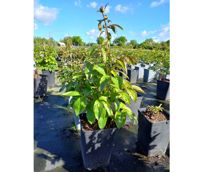 PAEONIA SHIRLEY TEMPLE
