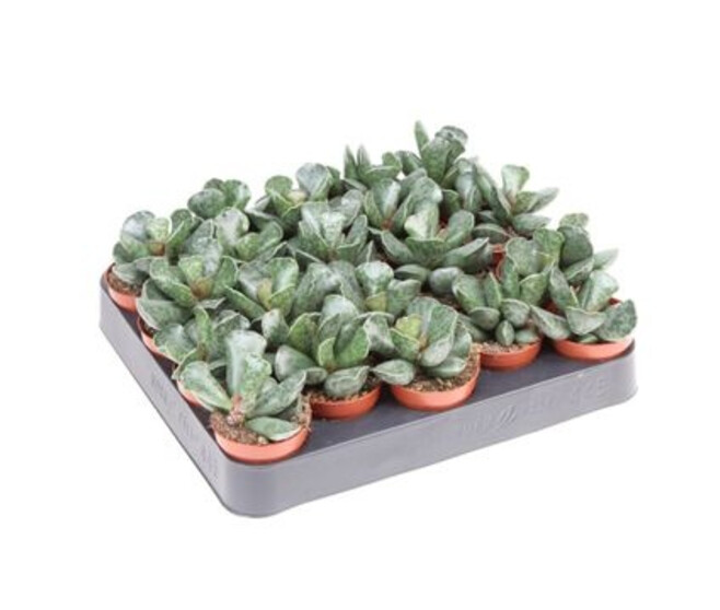 ADROMISCHUS COOPERII
