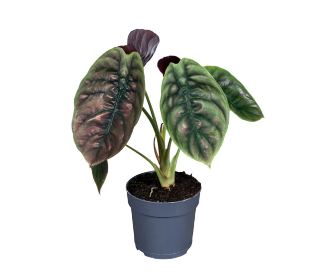ALOCASIA RED SECRET