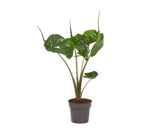 ALOCASIA STINGRAY