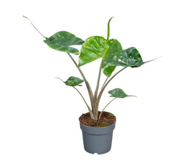 ALOCASIA STINGRAY
