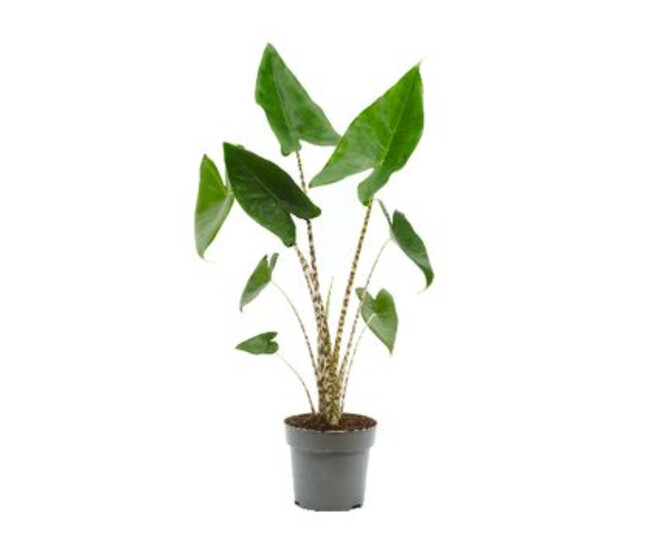 ALOCASIA ZEBRINA