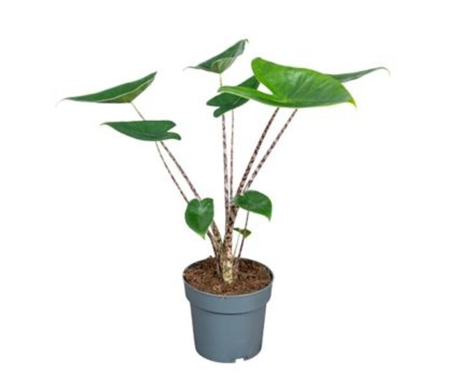 ALOCASIA ZEBRINA