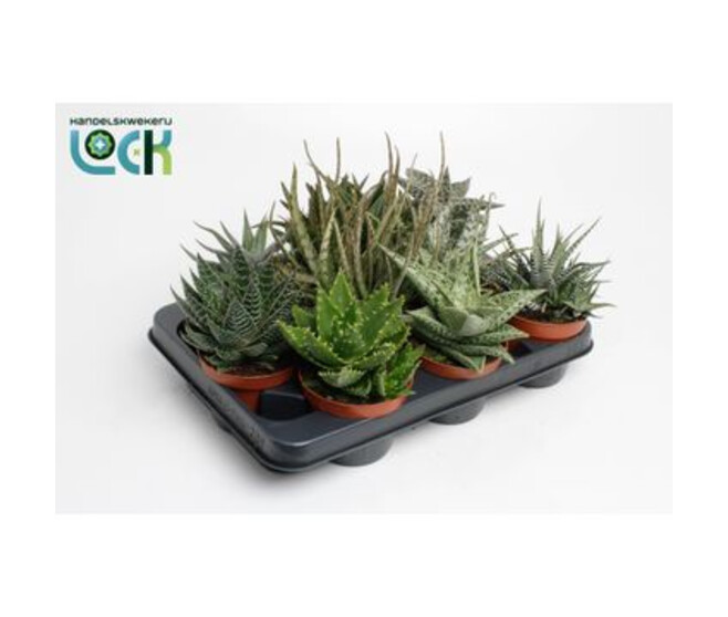 CACTUS HAWORTHIA VARIE