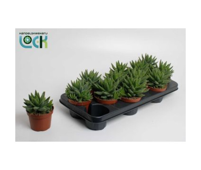 ALOE BREVIFOLIA
