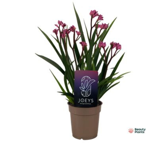 ANIGOZANTHOS BEAUTY PINK