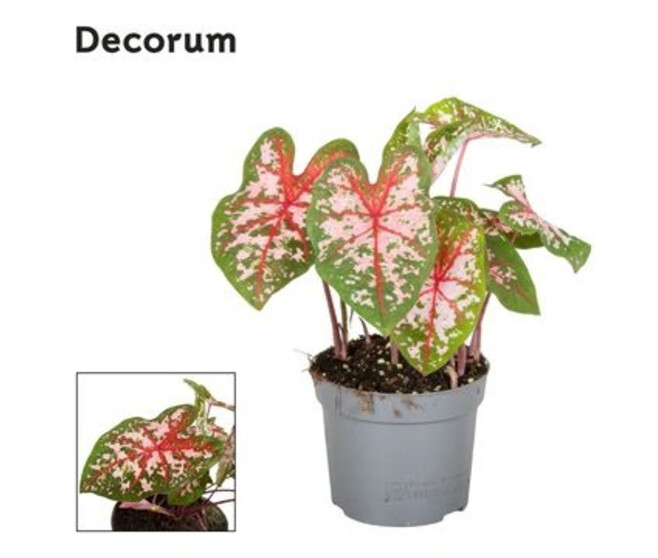 CALADIUM CAROLYN WHORTON