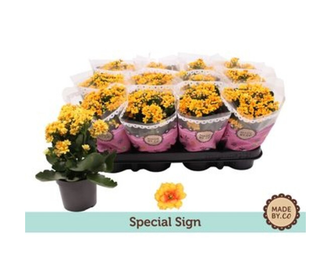 KALANCHOE FL DBLE JAUNE ORANGE