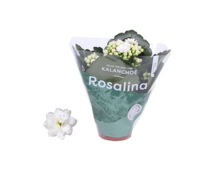KALANCHOE FL DBLE BLANC