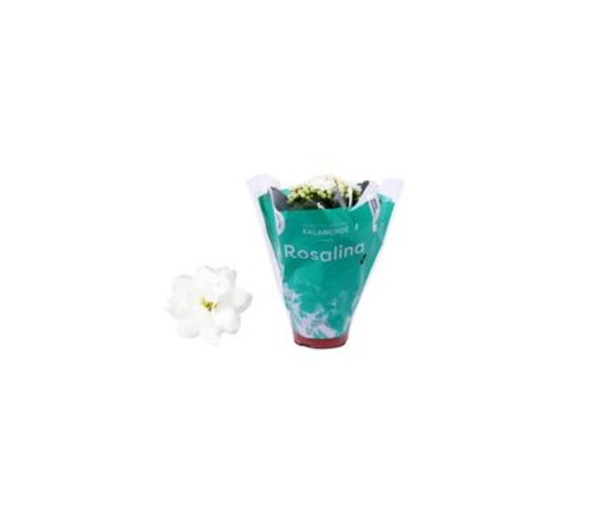 KALANCHOE FL DBLE BLANC