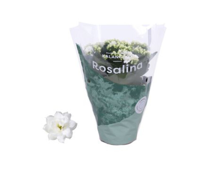 KALANCHOE FL DBLE BLANC