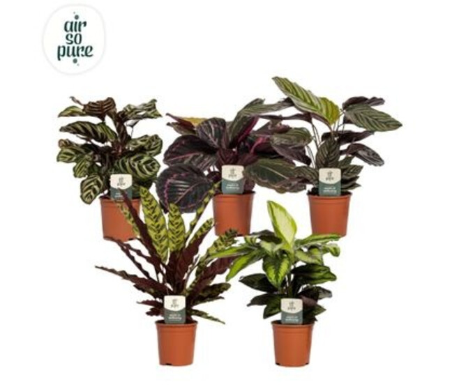 CALATHEA SPECIAL VARIE