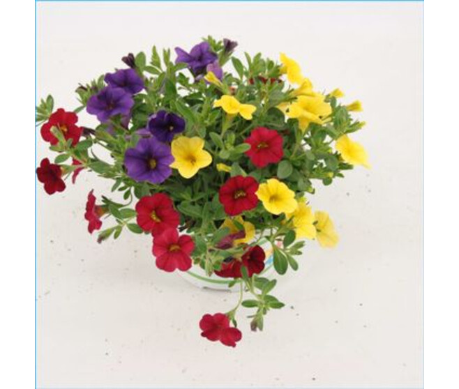 CALIBRACHOA TRIXI BOLERO