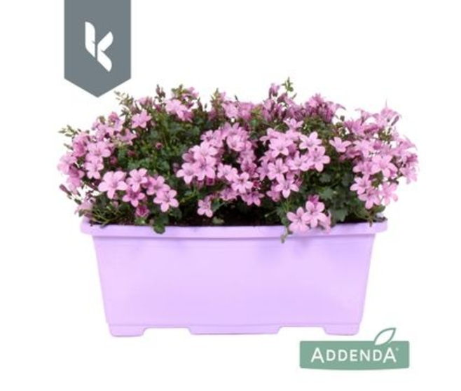 CAMPANULE AMBELLA ROSE SUSP