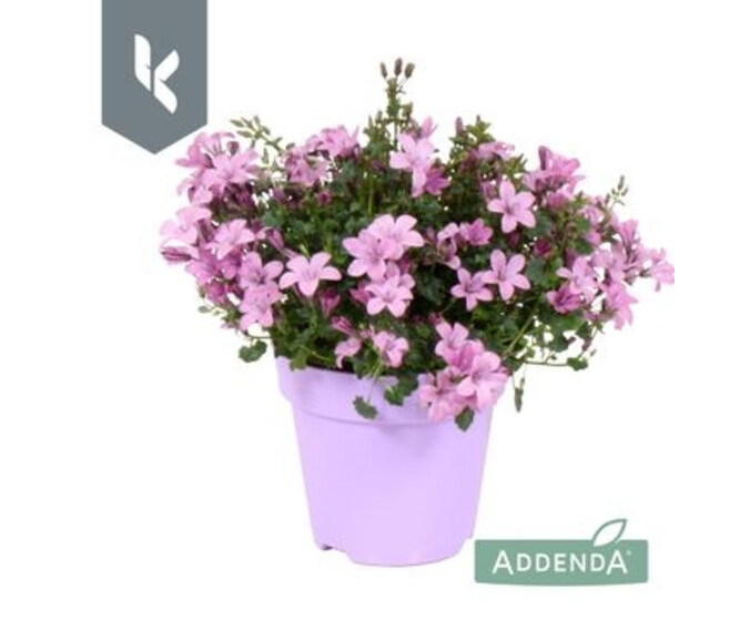 CAMPANULE AMBELLA ROSE