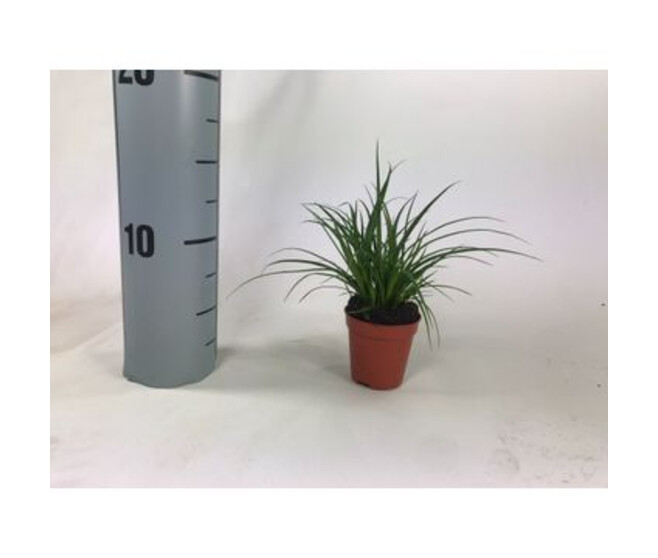 CAREX BRUNNEA
