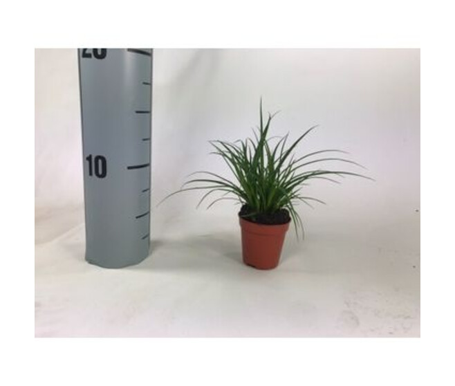 CAREX BRUNNEA