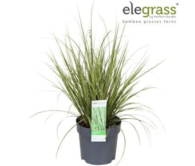 CAREX BRUNNEA VARIEGATA