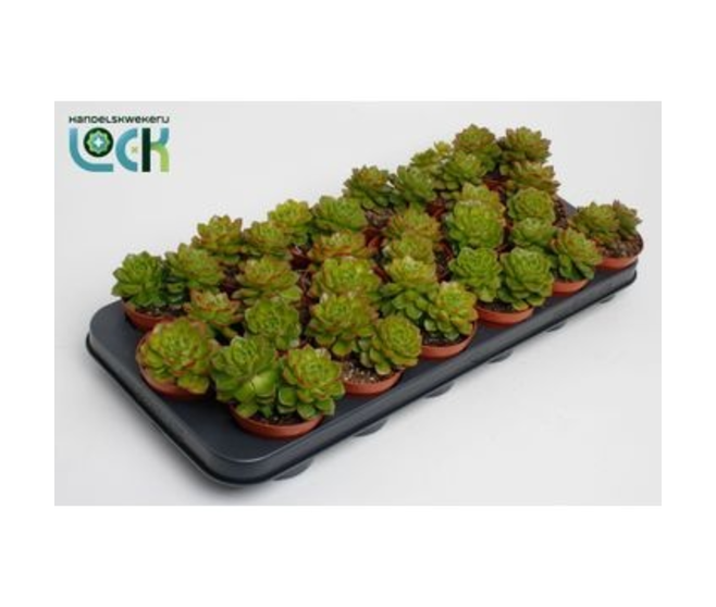 ECHEVERIA AFINES