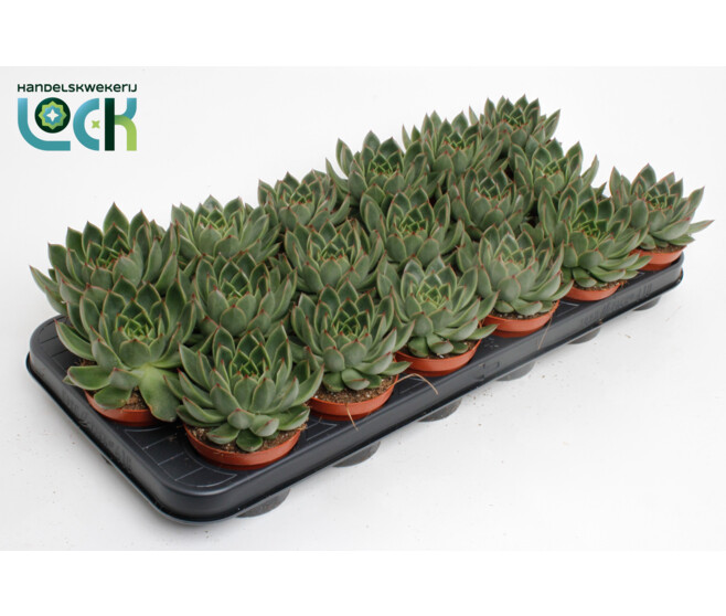 ECHEVERIA AGAVOIDES