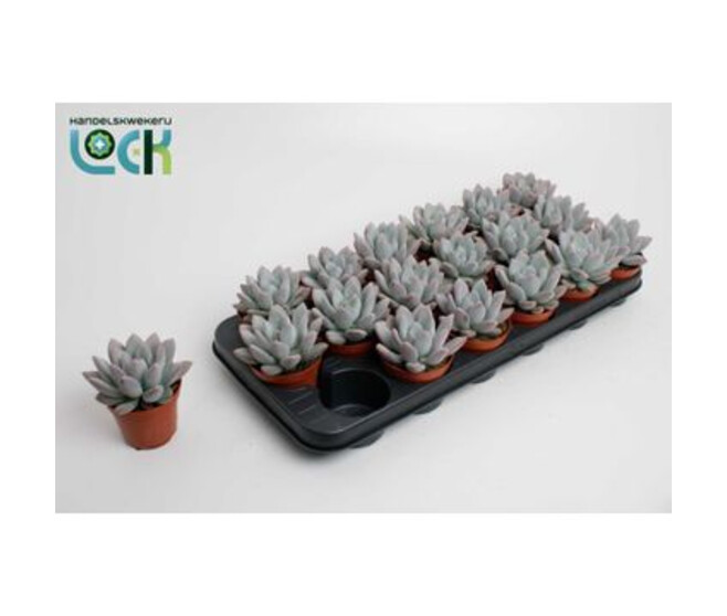 ECHEVERIA APUS