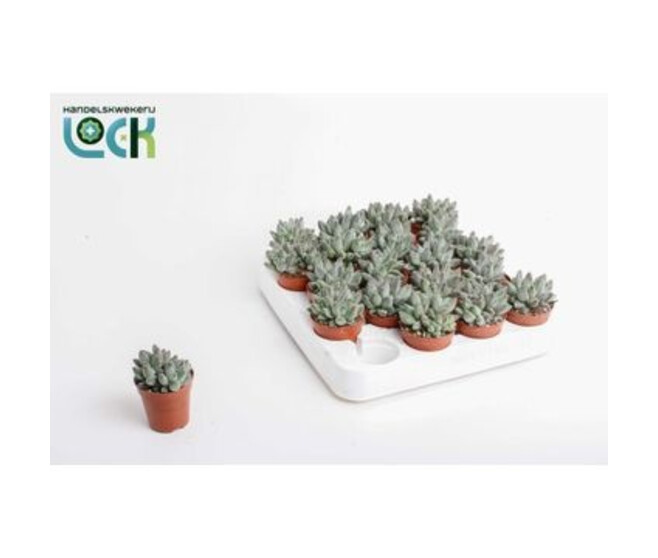 ECHEVERIA HOOKERI