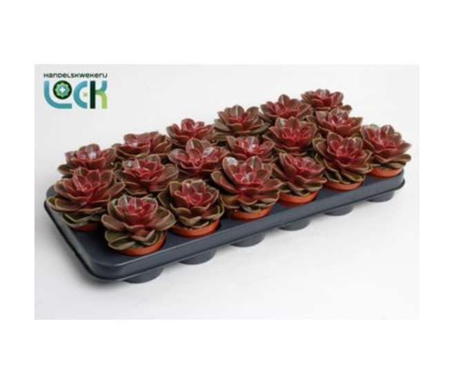 ECHEVERIA MAGIC RED