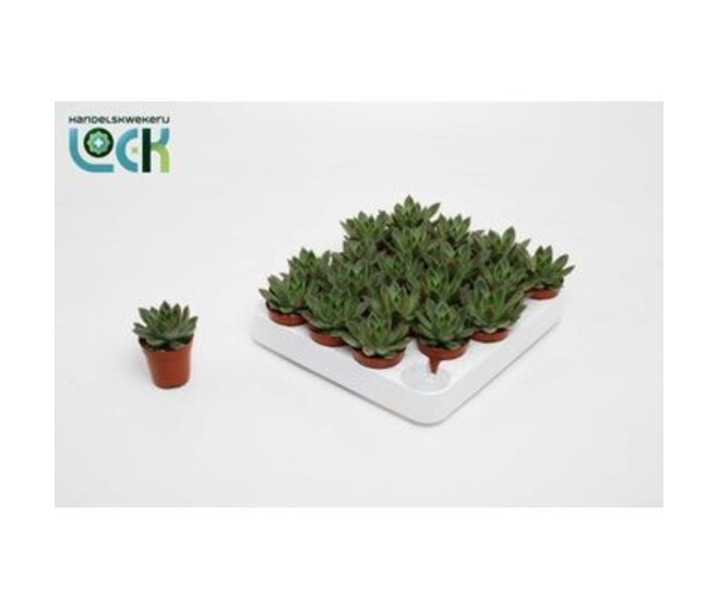 ECHEVERIA MEXICO